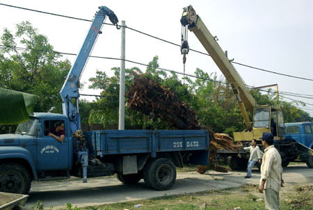 Cho thuê xe cẩu Quận 11